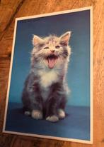 Kitten roept miauw, Verzamelen, Verzenden, Ongelopen, Hond of Kat