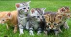 Kitten gezocht., Dieren en Toebehoren, Katten en Kittens | Overige Katten, Poes