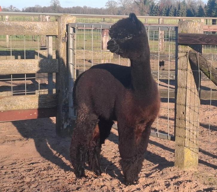 Alpaca hengst, Dieren en Toebehoren, Overige Dieren, Mannelijk, Juli