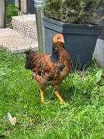 Lieve jonge wyandotte Haan 3 maanden oud, Dieren en Toebehoren, Pluimvee, Mannelijk, Kip