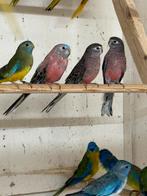 Koppel Bourkeparkieten, Vrouwelijk, Parkiet