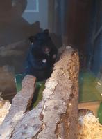 Goudhamster dame zoekt fijn huisje, vrouwtje goudhamster, Hamster, Vrouwelijk, Tam, September