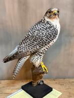 Opgezette Hybride Valk opgezet taxidermie, Dieren en Toebehoren, Vogels | Overige Vogels, Mannelijk, Roofvogel
