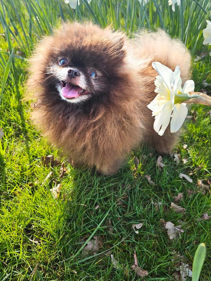 Dekreu mini Pomeriaan chocolade ( niet te koop ), Dieren en Toebehoren, Honden | Dekreuen, Reu, Particulier, Eén hond, Nederland