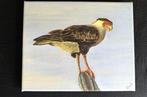 Acryl schilderij Curaçao - Warawara (bird), Ophalen, Minder dan 50 cm, Oorspronkelijke maker, Nieuw