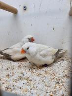 Te koop koppel charcoal masker roodoogen, Meerdere dieren