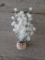 Wit biorb plantje, Dieren en Toebehoren, Ophalen of Verzenden, Gebruikt, Plant(en), Steen of Hout