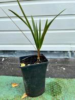 Jonge waaier palm, 100 tot 250 cm, Palmboom, Ophalen, Volle zon