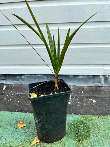 Jonge waaier palm beschikbaar voor biedingen