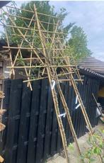 Hoogstam lei fruit voor bio fruit uit eigen tuin, Leiboom, Ophalen of Verzenden, 250 tot 400 cm, Volle zon