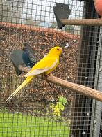 1-0 nsl ino elegant 2022, Dieren en Toebehoren, Vogels | Parkieten en Papegaaien, Mannelijk, Parkiet, Geringd