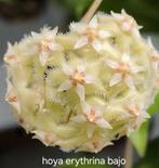 Hoya erythrina bajo, Overige soorten, In pot, Minder dan 100 cm, Bloeiende kamerplant