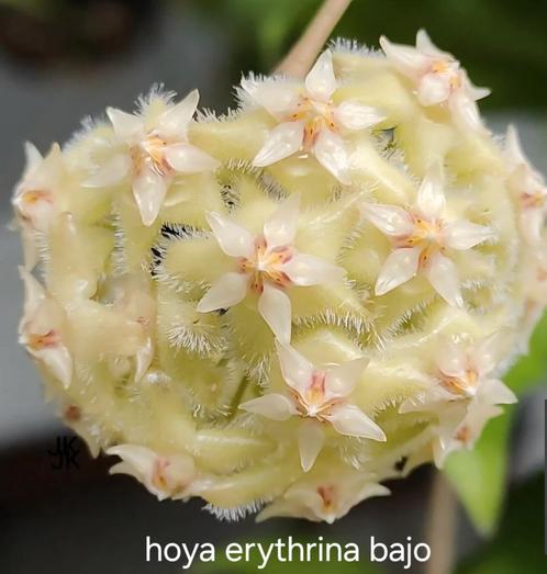 Hoya erythrina bajo, Huis en Inrichting, Kamerplanten, Overige soorten, Minder dan 100 cm, Bloeiende kamerplant, Halfschaduw, In pot
