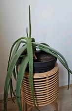 Aloë vera plant, Huis en Inrichting, Kamerplanten, Ophalen, Overige soorten, Minder dan 100 cm