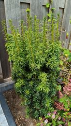 Taxus baccata 'David, Ophalen