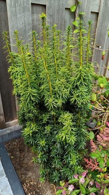Taxus baccata 'David

 beschikbaar voor biedingen