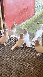 Takla, Dieren en Toebehoren, Vogels | Duiven, Meerdere dieren