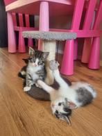 Kruising maine coon kittens, Dieren en Toebehoren, Katten en Kittens | Overige Katten, Meerdere dieren