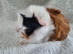 Jonge cavia's, Dieren en Toebehoren, Knaagdieren, Meerdere dieren, Cavia, Na 1 juli 2024, Tam