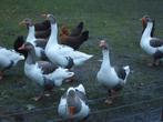 te koop boeren ganzen + twendse land ganzen, Dieren en Toebehoren, Pluimvee, Meerdere dieren, Gans of Zwaan