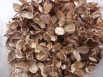 circa 1000gr cotton pods katoenpeulen katoenplant decoratie, Ophalen of Verzenden, Nieuw