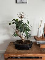 Bonsai planten 2 stuks, Huis en Inrichting, Kamerplanten, Ophalen of Verzenden, Overige soorten, Minder dan 100 cm