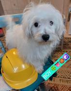 Super Sociale Maltezer pups, Dieren en Toebehoren, Honden | Chihuahua's en Gezelschapshonden, België, Maltezer, Particulier, Rabiës (hondsdolheid)