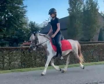 Roan vosbonte shetlander ruin zeker 105 cm groot ruin  beschikbaar voor biedingen