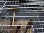 Poppen bruin mozaiek, Dieren en Toebehoren, Vogels | Kanaries, Vrouwelijk, Kleurkanarie