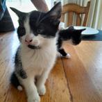 Wie geeft deze  boerderij kitten een warm thuis, Dieren en Toebehoren, Katten en Kittens | Overige Katten, Poes, 0 tot 2 jaar