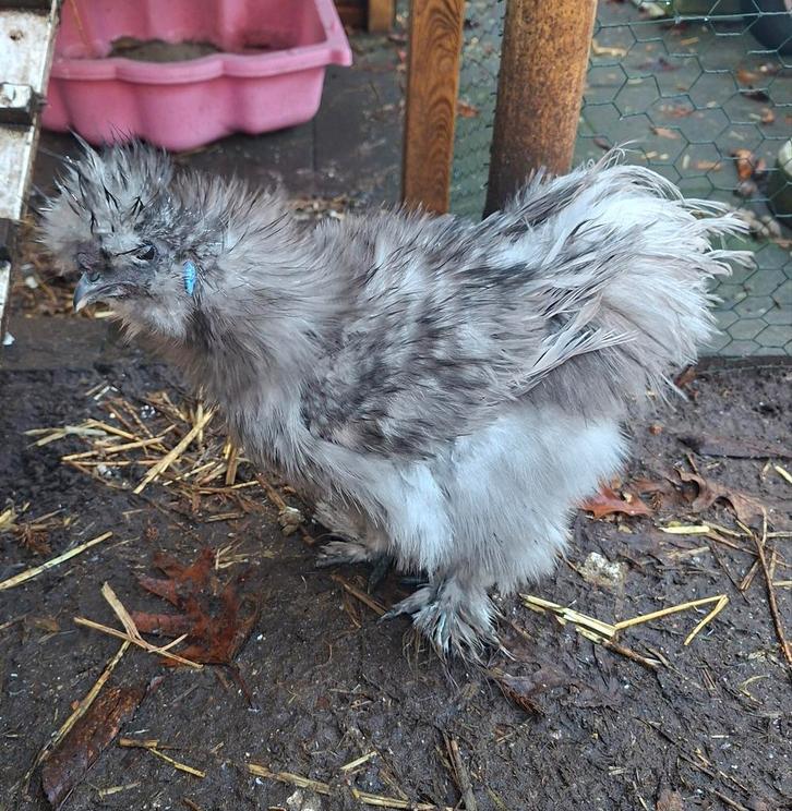 USA zijdehoen haan, 20 weken oud, Dieren en Toebehoren, Pluimvee, Kip, Mannelijk