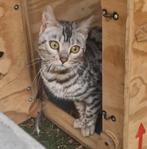 Mooie bengaal (fok)poes met stamboom nu beschikbaar, Dieren en Toebehoren, Katten en Kittens | Overige Katten, Poes, Kortharig