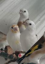 Major putters Distelvink Carduelis SakaKuslari, Dieren en Toebehoren, Vogels | Overige Vogels, Meerdere dieren, Wildzangvogel