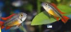 Apistogramma cacatuoides "Orange", Dieren en Toebehoren, Vissen | Aquariumvissen, Vis, Zoetwatervis