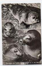 Ameland Zeehonden, Ophalen of Verzenden, 1940 tot 1960, Gelopen, Waddeneilanden