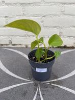 Scindapsus aureum (4), Ophalen of Verzenden, Overige soorten, Minder dan 100 cm