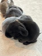 Franse hangoor baby konijn, Dieren en Toebehoren, Konijnen, Mannelijk, Groot, Hangoor