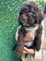 Lagotto Romagnolo pups, Overige rassen, CDV (hondenziekte), 8 tot 15 weken, Meerdere