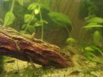 Neocaridina garnalen en rode posthoornslakken, Dieren en Toebehoren, Vissen | Aquariumvissen, Kreeft, Krab of Garnaal, Zoetwatervis