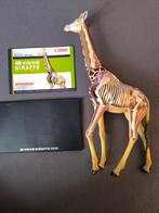 4D Vision Giraffe Anatomiemodel, Verzenden, Beeldje of Figuurtje