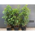 prunus lusitainca, Tuin en Terras, Planten | Struiken en Hagen, Ophalen of Verzenden, Laurier, Haag, 100 tot 250 cm