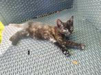 Lief schildpad kitten, Dieren en Toebehoren, Katten en Kittens | Overige Katten, Poes, Kortharig, 0 tot 2 jaar