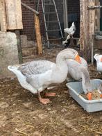 Koppel kruising toulouse /cholmogory ganzen van 2025, Dieren en Toebehoren, Pluimvee, Meerdere dieren, Gans of Zwaan