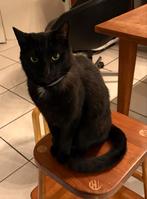 Lieve gecastreerde kater, Kater