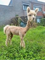 Jonge alpaca hengsten, Dieren en Toebehoren, Overige Dieren, Mei, Mannelijk