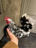 Chabo haan gratis, Dieren en Toebehoren, Pluimvee, Mannelijk, Kip