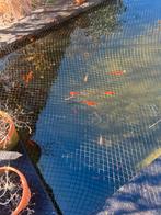 Vijvervissen (shubunkins, sarasa, goudwindes en zilverwinde), Dieren en Toebehoren, Vissen | Vijvervissen, Goudvis(sen)