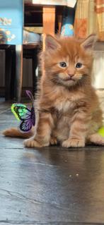 Maine coon kittens, Dieren en Toebehoren, Katten en Kittens | Raskatten | Langhaar, Poes, Gechipt, 0 tot 2 jaar