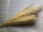 FAUX PAMPAS GRAS - CREMEKLEUR x 15 ST - 1 €  per stuk, Huis en Inrichting, Woonaccessoires | Droogbloemen, Ophalen of Verzenden