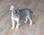 franse bulldog reutje met stmb, verz,  garant en DNA getest, Reu, CDV (hondenziekte), 8 tot 15 weken, Bulldog